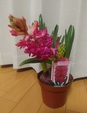 ヒヤシンスの開花＆水星順行時期までにスタートの準備を！