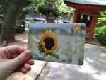 今日あなたに届けるメッセージ★｢開花｣Ｂｅアップオリジナルオラクルカードより